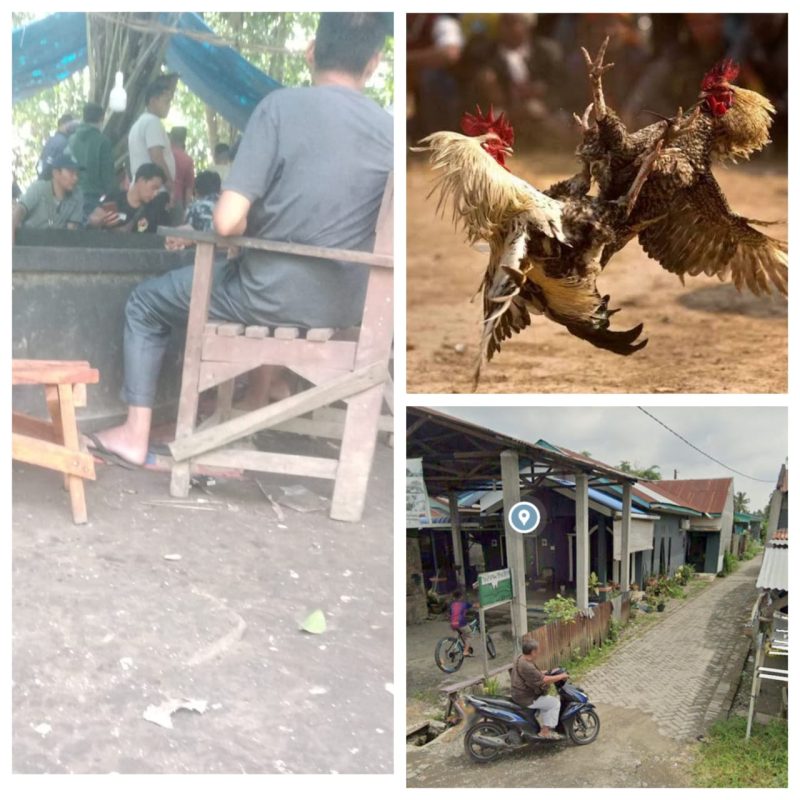 Sabung Ayam di Penampungan Paya Bakung Sunggal Bebas Beroperasi, Buka 3 Kali Seminggu